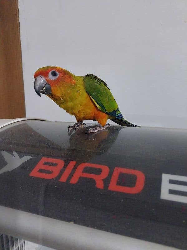 sunconure red factor Lovely beautiful healthy chicks 0