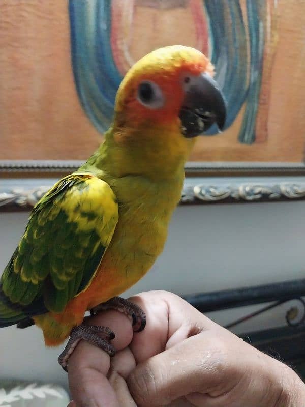 sunconure red factor Lovely beautiful healthy chicks 2