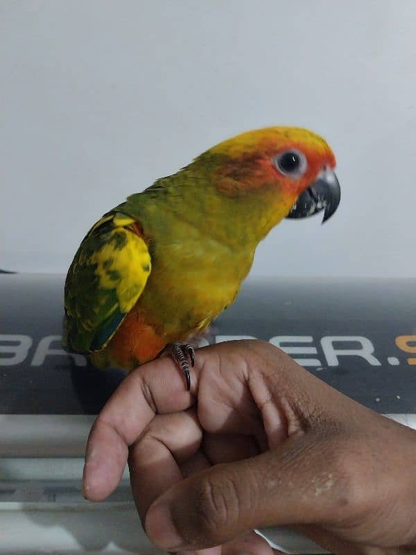 sunconure red factor Lovely beautiful healthy chicks 4