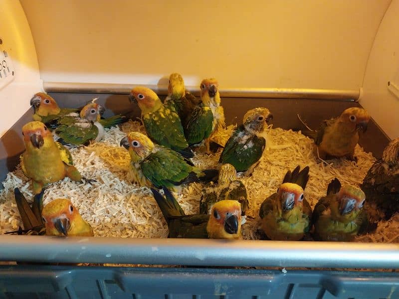sunconure red factor Lovely beautiful healthy chicks 6