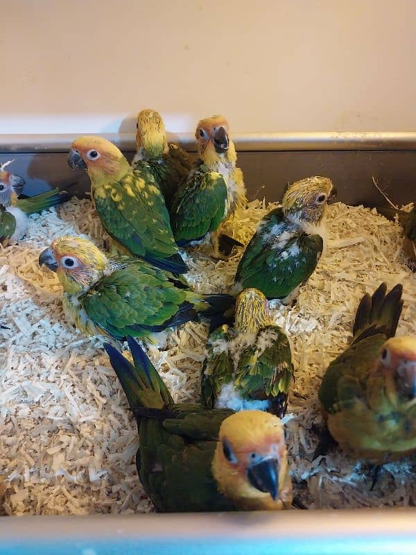 sunconure red factor Lovely beautiful healthy chicks 7