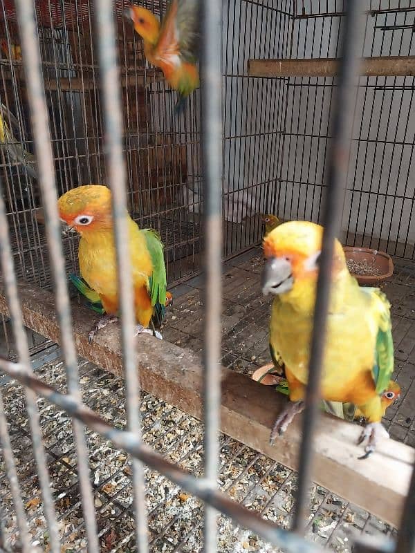 sunconure red factor Lovely beautiful healthy chicks 9