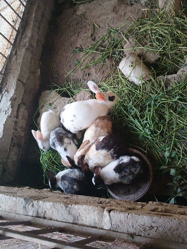 Breeder Rabbits Pair and Rabbit kits 0