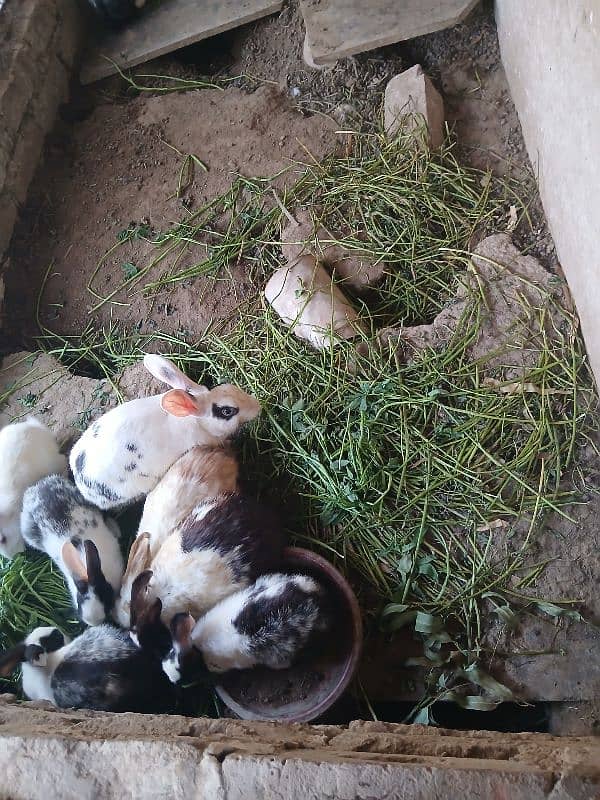 Breeder Rabbits Pair and Rabbit kits 1
