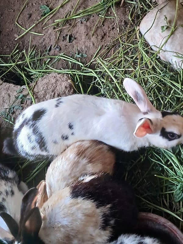 Breeder Rabbits Pair and Rabbit kits 2