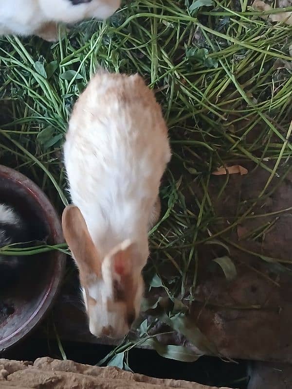 Breeder Rabbits Pair and Rabbit kits 3
