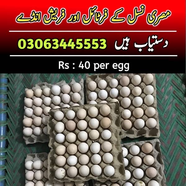 Misri Fertile Eggs Available 03063445553 0