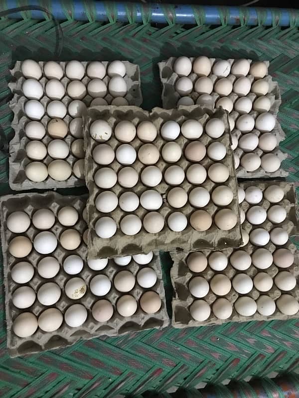 Misri Fertile Eggs Available 03063445553 1