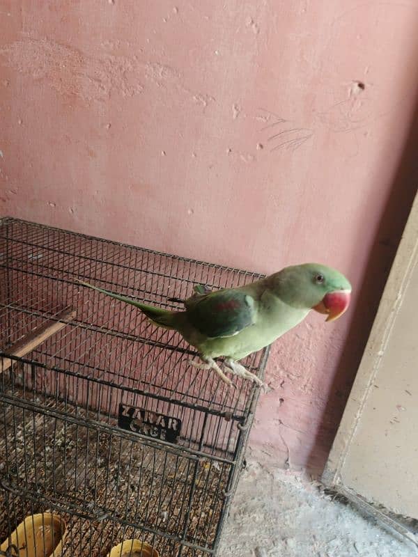 Raw parrot 0