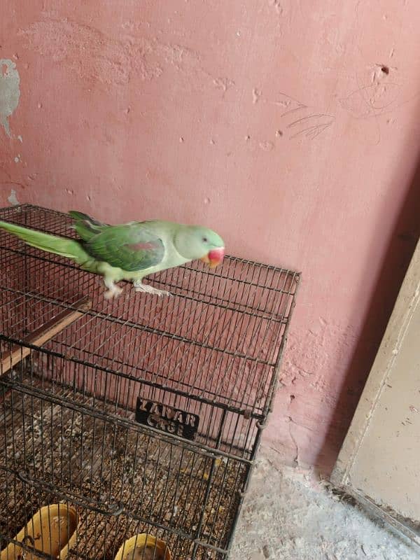Raw parrot 1