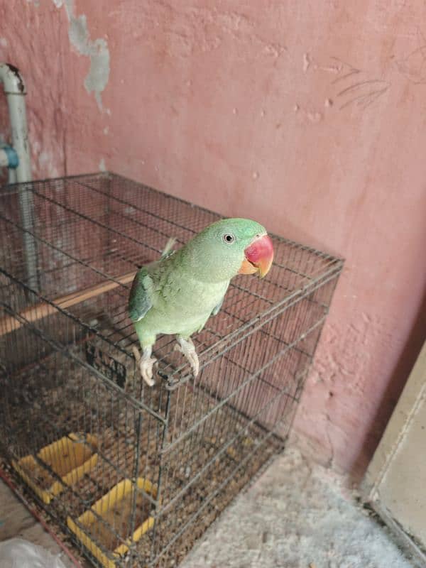 Raw parrot 2