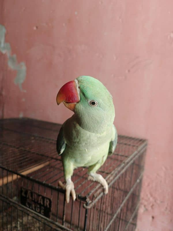 Raw parrot 3