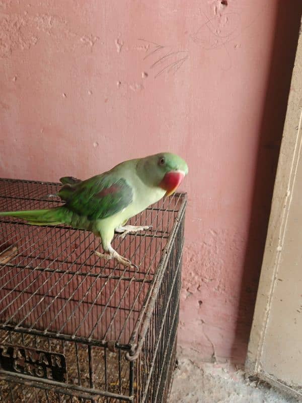 Raw parrot 4
