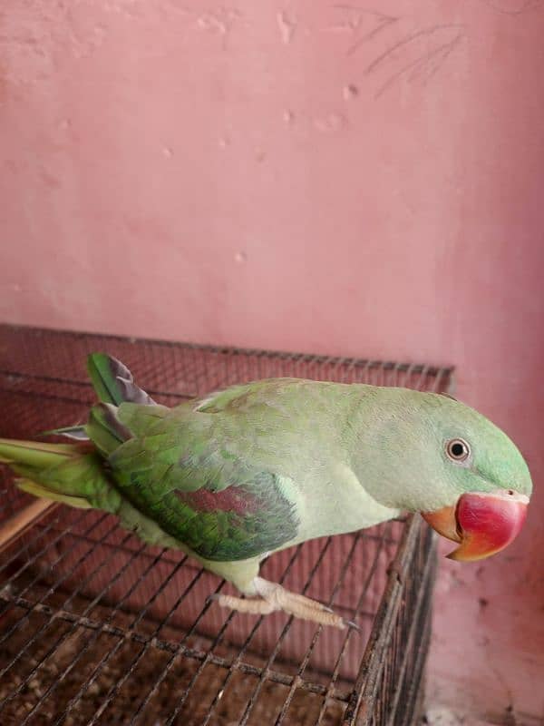 Raw parrot 5
