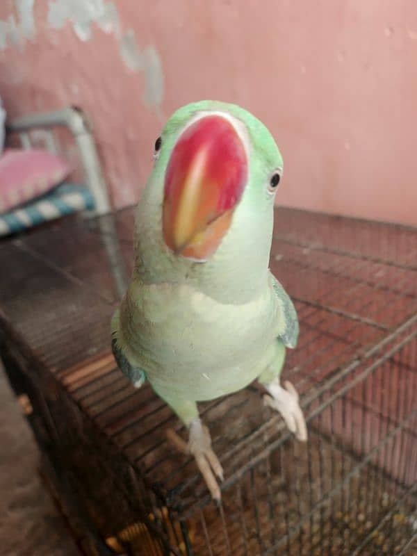 Raw parrot 6