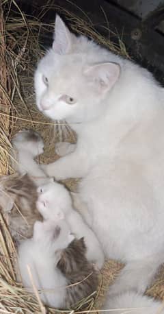 Cat with 4 babies