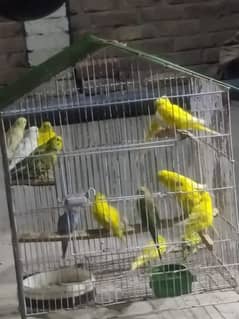 breader budgies pairs