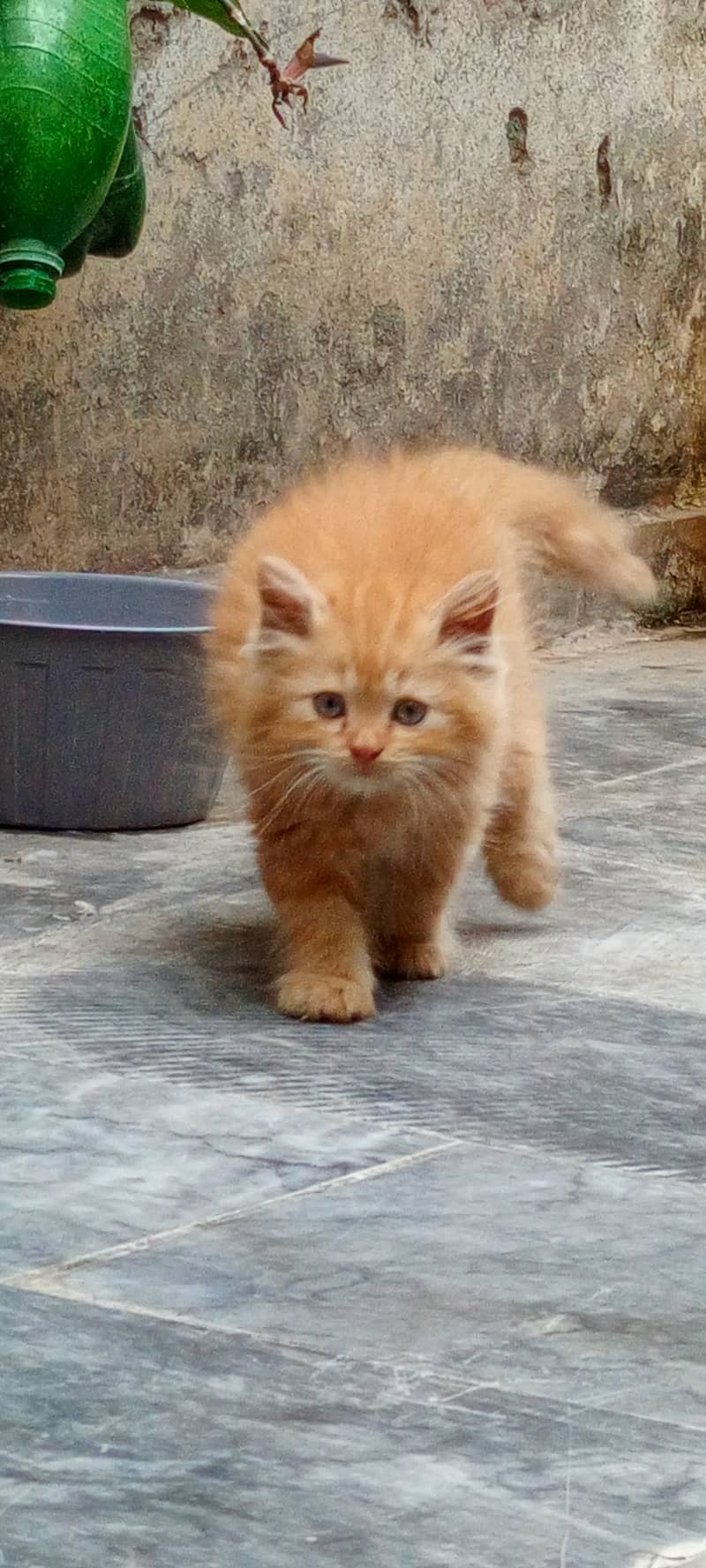Golden kittens 0