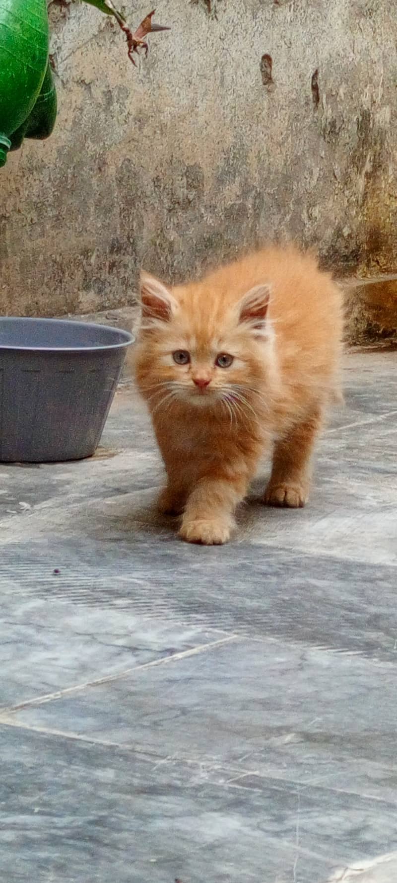 Golden kittens 1