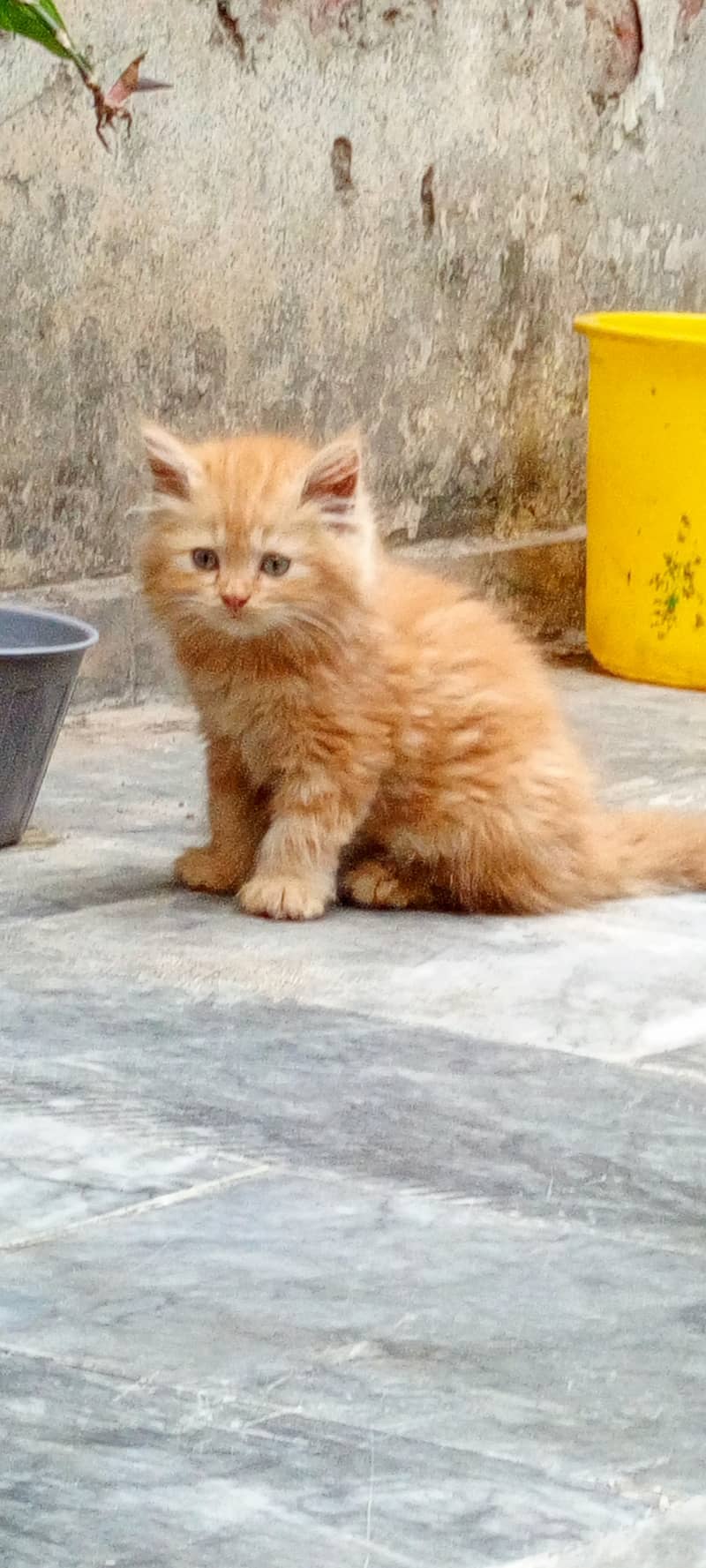 Golden kittens 2