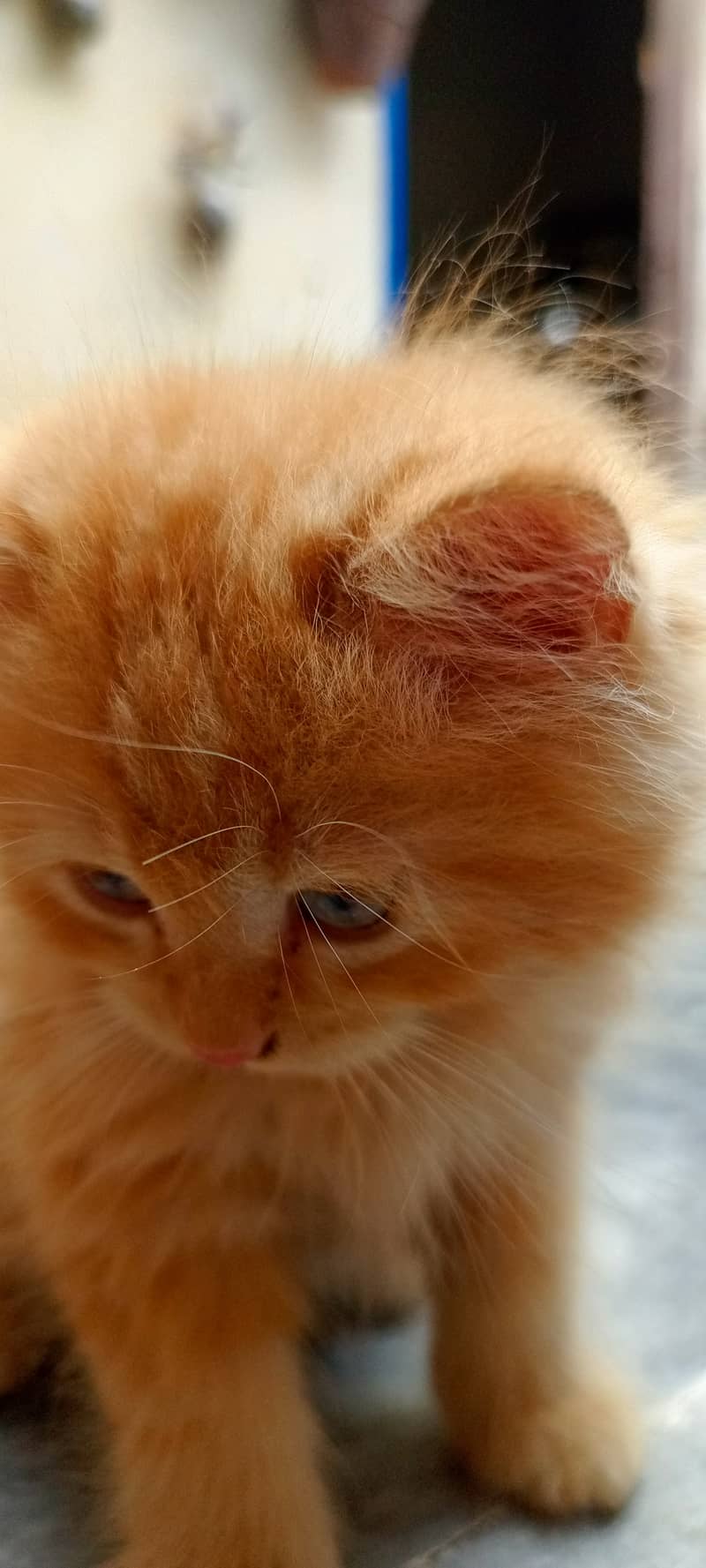 Golden kittens 3