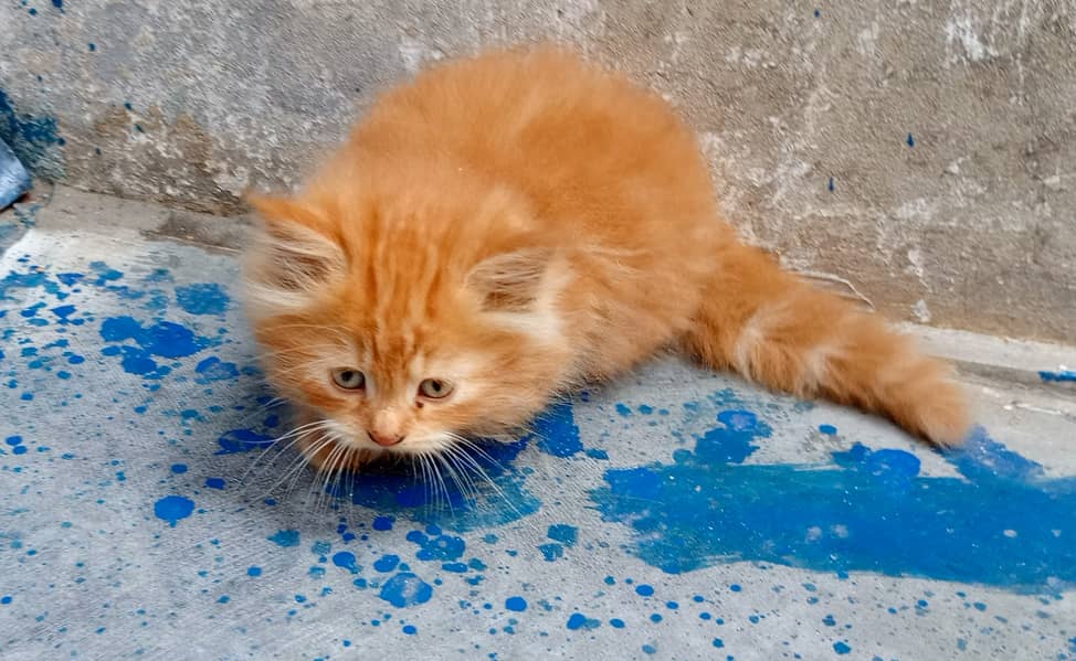 Golden kittens 4