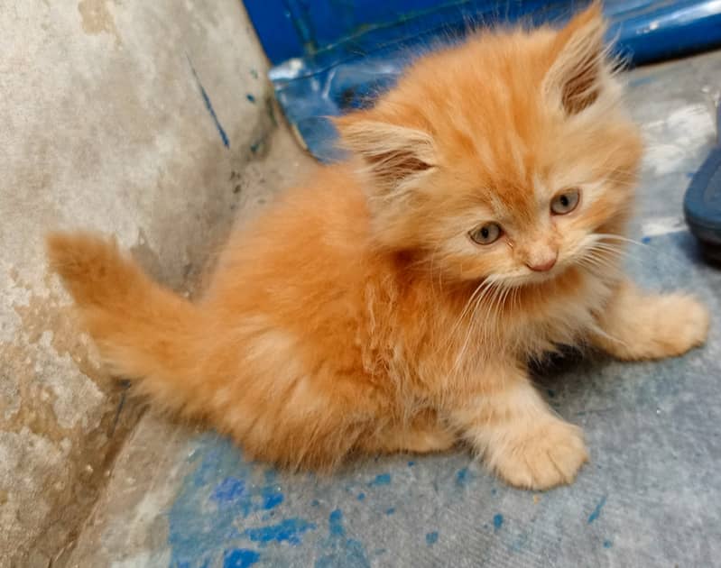 Golden kittens 5