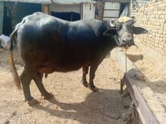 choti