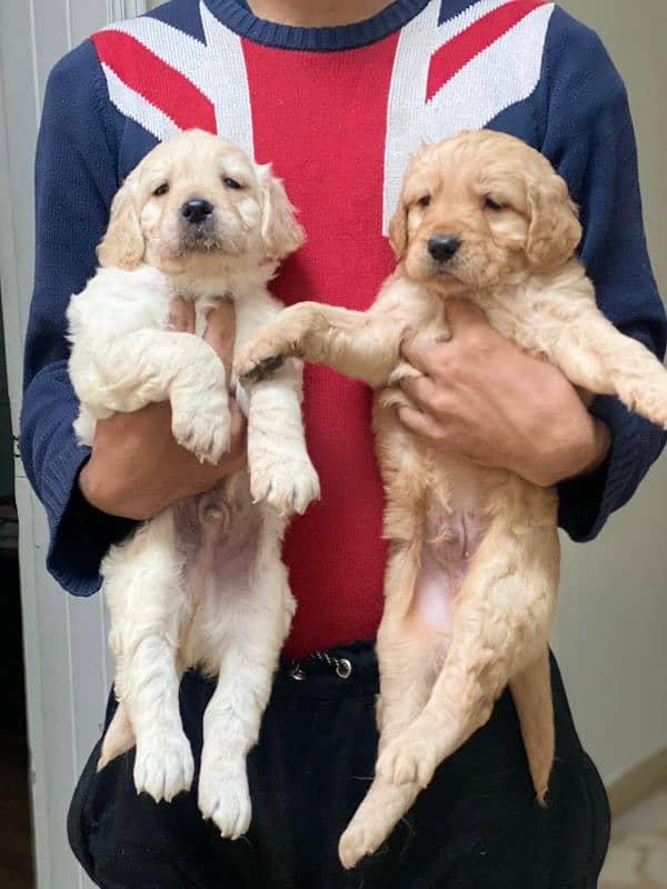 Golden Retriever Pedigreed Pups 1
