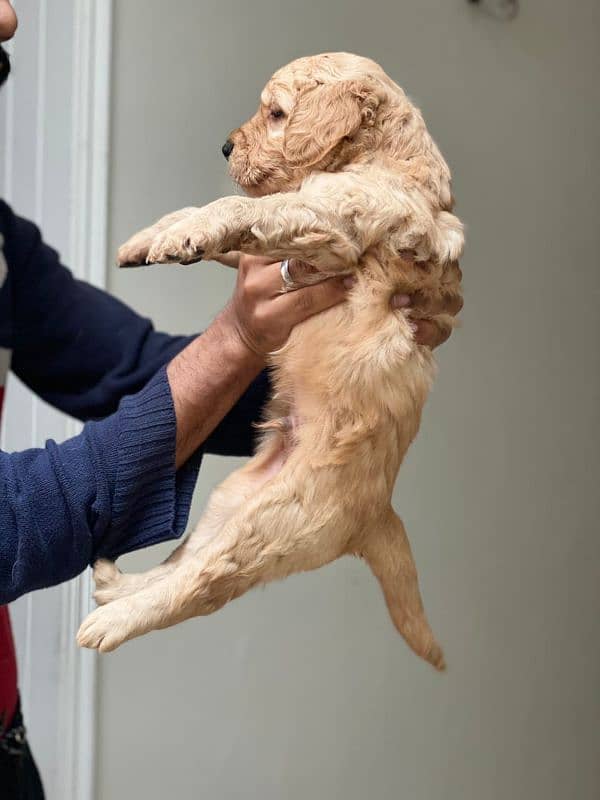 Golden Retriever Pedigreed Pups 3