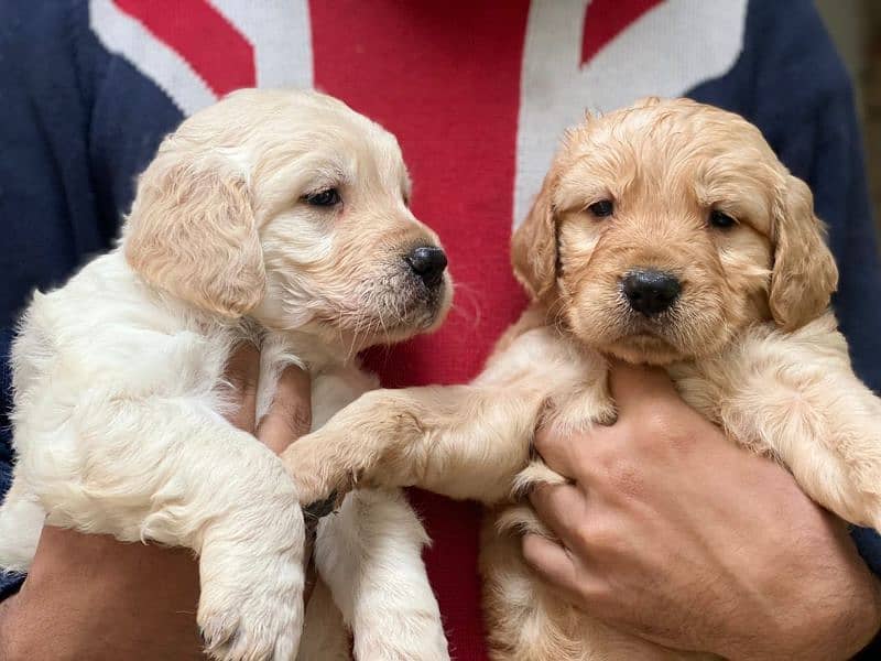 Golden Retriever Pedigreed Pups 4