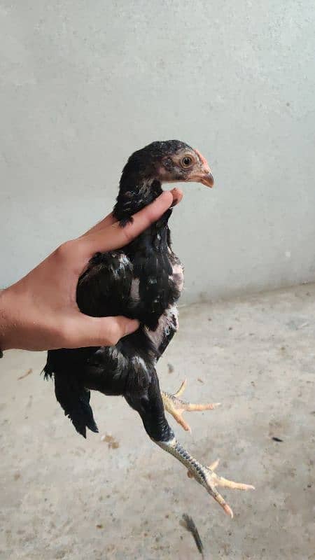 chicks or eggs available lassani amroha Heera lakha 12