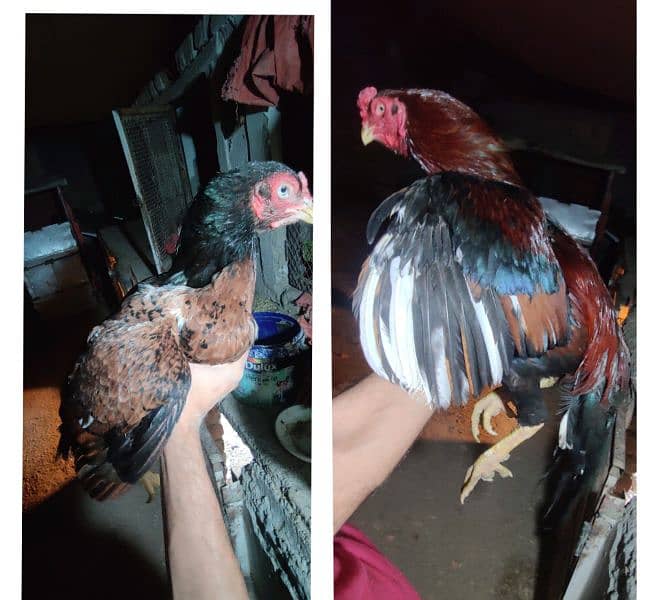 chicks or eggs available lassani amroha Heera lakha 13