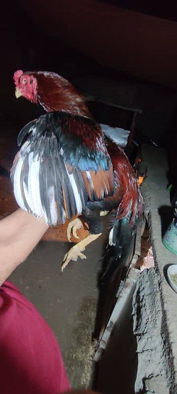 chicks or eggs available lassani amroha Heera lakha 14