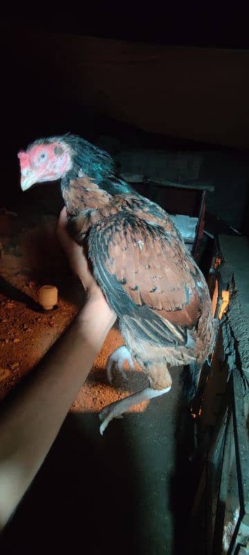 chicks or eggs available lassani amroha Heera lakha 15