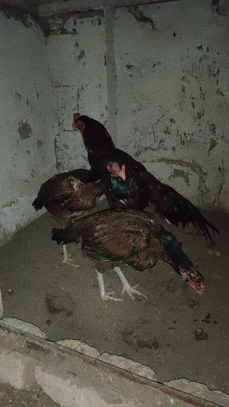 chicks or eggs available lassani amroha Heera lakha 16