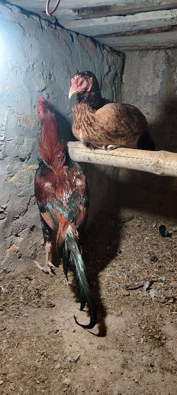 chicks or eggs available lassani amroha Heera lakha 17