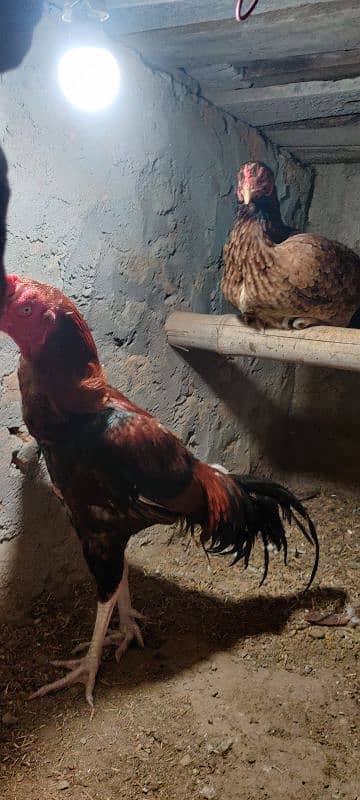 chicks or eggs available lassani amroha Heera lakha 18