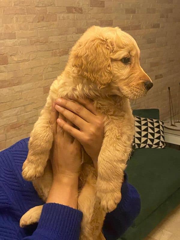 Golden Retriever Pedigreed Pups 1