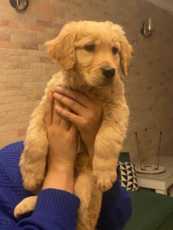Golden Retriever Pedigreed Pups 2