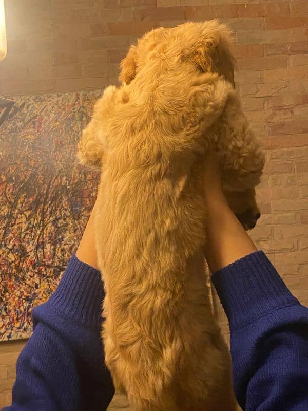 Golden Retriever Pedigreed Pups 3