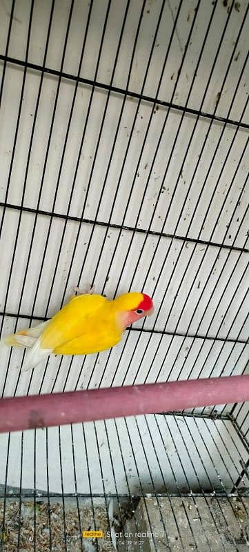 love birds breeding pair urgent sale 0