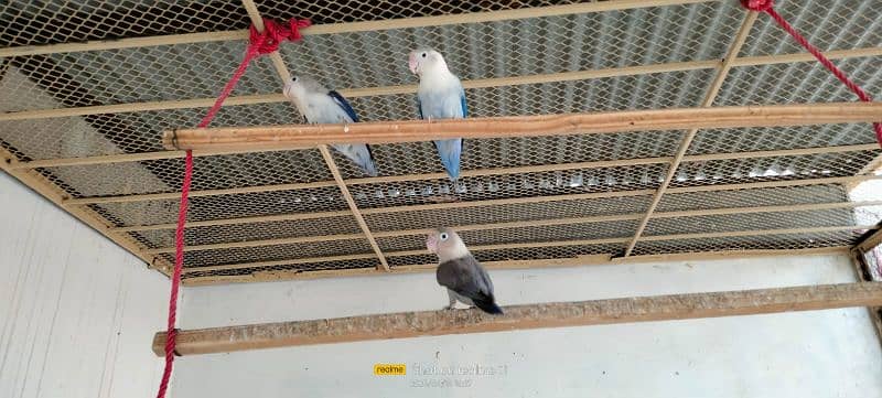 love birds breeding pair urgent sale 1