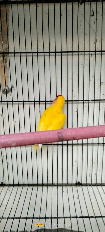 love birds breeding pair urgent sale 2