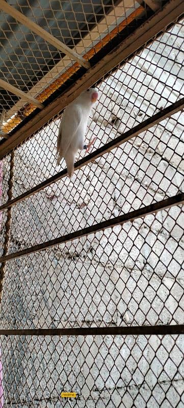 love birds breeding pair urgent sale 3