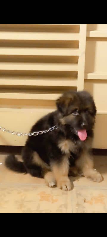 heavy bone german shepherd puppy 1
