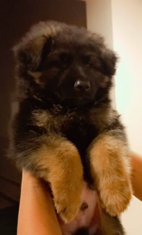 heavy bone german shepherd puppy 3