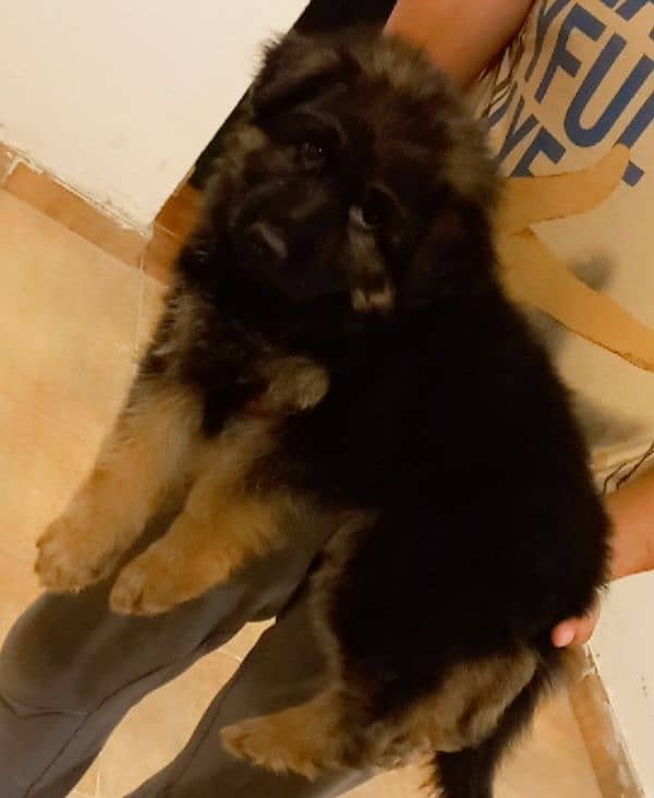 heavy bone german shepherd puppy 4