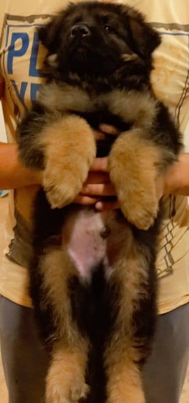 heavy bone german shepherd puppy 5