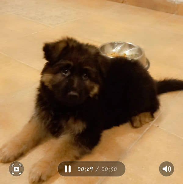 heavy bone german shepherd puppy 7